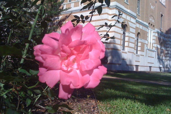 Puddin Clarke Centennial Garden
