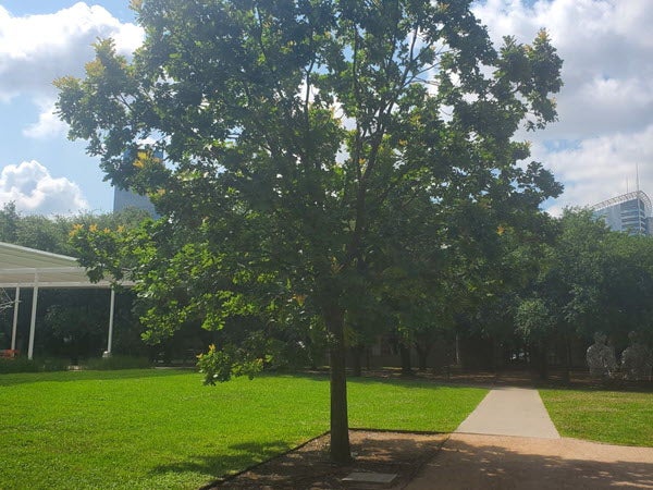 Rice Centennial Tree