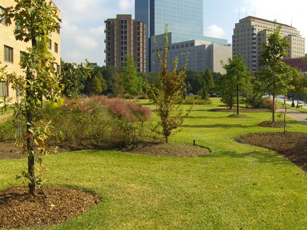 Wiess Grove