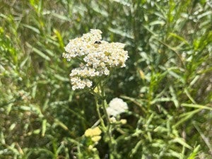 Achillea millefolium (Common Yarrow) - Photo by Cin Ty Lee