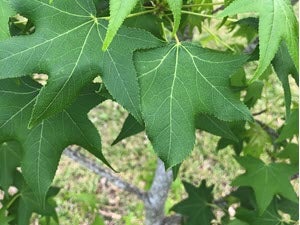 Liquidambar styraciflua (Sweetgum “slender silhouette”) - Photo by Cin Ty Lee