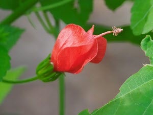 Malvaviscus arboreus var. drummondii (Turk’s Cap) - Photo Cin Ty Lee