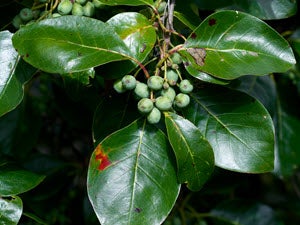 Nyssa sylvatica (Black Gum) - Wikimedia Commons