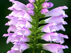 Physostegia virginiana (‘Miss Manners’ Obedient Plant) - Wikimedia Commons