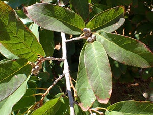 Quercus polymorpha (Monterrey Oak) - Wikimedia Commons