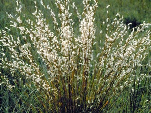 Schizachyrium scoparium (Little Bluestem) - Wikimedia Commons