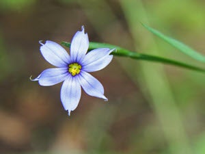 Sisyrinchium angustifolium (Blue-Eyed Grass) - Wikimedia Commons