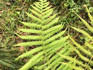 Thelypteris kunthii (Wood Fern) - Photo by Cin Ty Lee